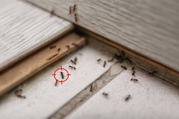 Best Wasp Removal Services  in Sullivans Island, SC