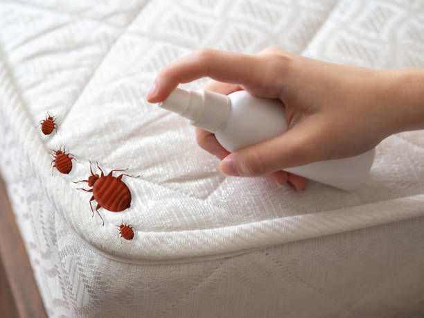 Professional Pest Control in Sullivans Island, SC