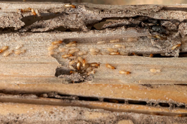 Flea Control Services in Sullivans Island, SC